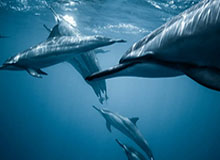 开云-中国女篮艰难战胜捷克队 晋级世界杯正赛